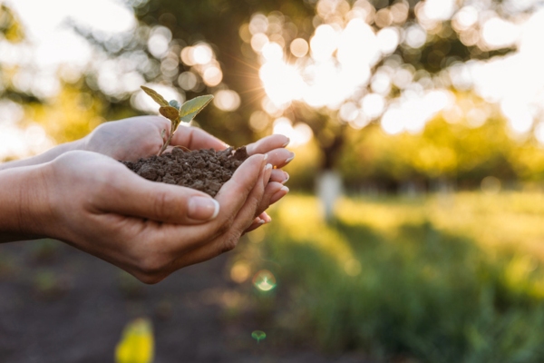 Hands holding young plant with soil depicting Cleaner Fuel Solutions